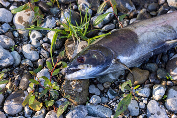close up of the dead decaying corpse of a salmon
