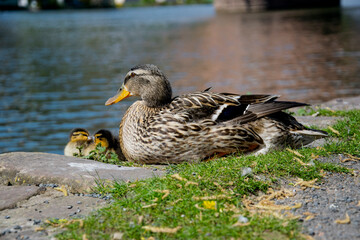 duck on the water