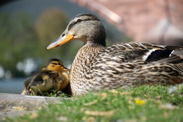 duck and ducklings