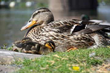 duck and ducklings