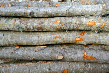 Alder forest felling on the outskirts of the city. a pile of sawn wooden logs, in the background the city and the forest.