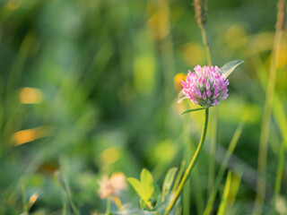 Pink clover on blurred green grass background. Flower in bloom. Summer background.