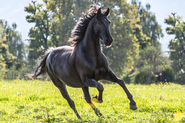 Portrait of a back Pura Raza Espanola horse galloping on a meadow