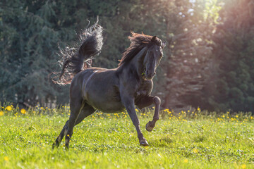 Portrait of a back Pura Raza Espanola horse galloping on a meadow