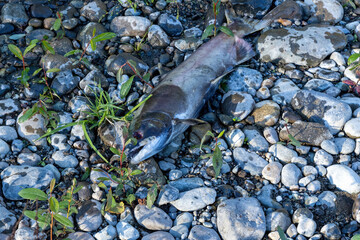 large dead salmon corpse laying on the rocky bank