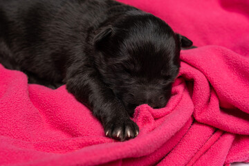 newborn puppy with closed eyes lies on a pink plaid