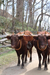 Two young oxen walking along a path