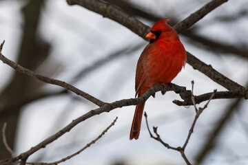 Male Northern Cardinal