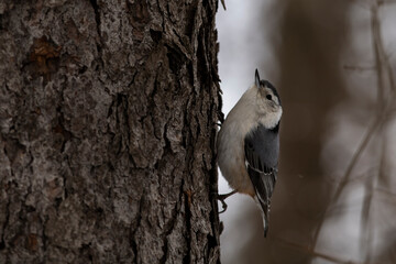 White-breasted nuthatch perched in tree