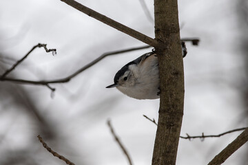 White-breasted nuthatch perched on branch