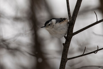 White-breasted nuthatch perched on branch