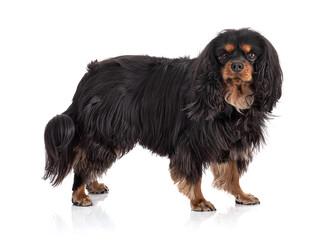 Cavalier king charles spaniel dog standing