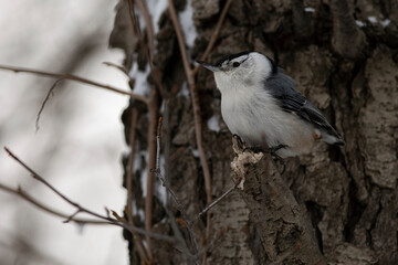 White-breasted nuthatch