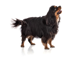 Cavalier king charles spaniel dog standing