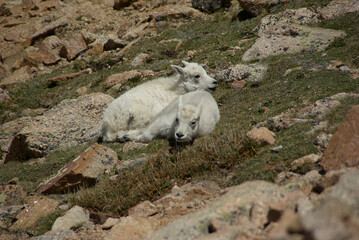 Obraz na płótnie Canvas baby mountain goats resting