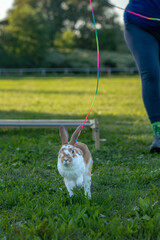 adorable tiny little bunny rabbit after jump over the obstacle, kaninhop
