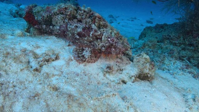 Wildlife underwater - Camouflaged scopion fish