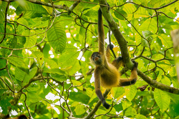 Fototapeta premium Central American Spider Monkey moves through the trees