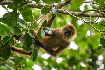 Central American Spider Monkey moves through the trees