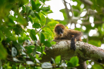 Central American Spider Monkey moves through the trees