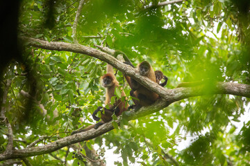 Central American Spider Monkey moves through the trees