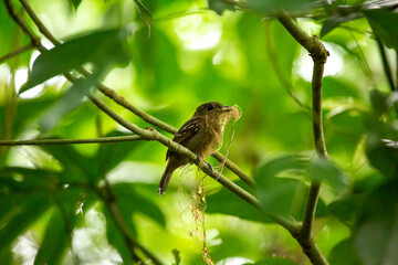 Obraz premium Western Slaty Antshrike female with nest material