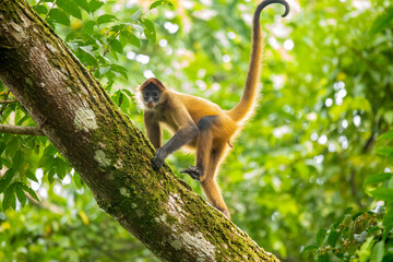 Central American Spider Monkey moves through the trees