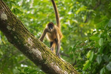 Central American Spider Monkey moves through the trees