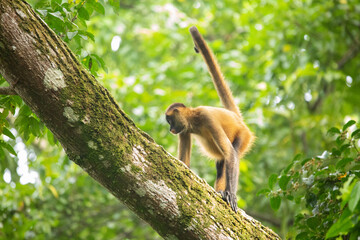 Fototapeta premium Central American Spider Monkey moves through the trees