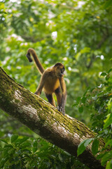 Central American Spider Monkey moves through the trees