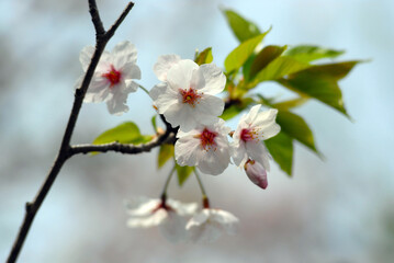 葉桜