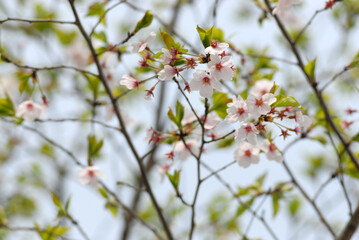 葉桜　花模様