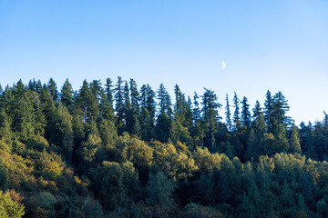 sunlight on pine trees with moon above