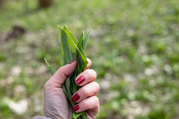 PIcking Fresh young wild garlic in the nearest forest