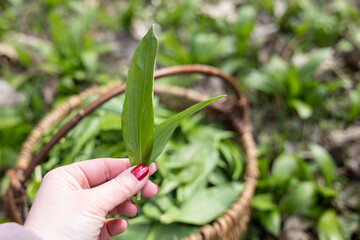 PIcking Fresh young wild garlic in the nearest forest