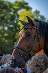 Obraz premium portrait of a brown beautiful horse