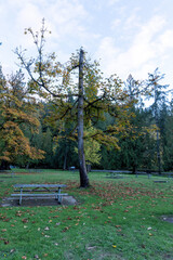 picnic bench in grassy field surrounded by autumn trees