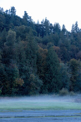 dark autumn forest and grassy field with crawling fog