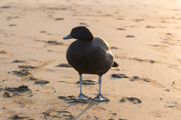 Paradise shelduck on a black sand at sunset light.