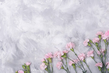 Naklejka na ściany i meble loose pink carnations scattered on cement background, spring holidays, valentine