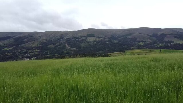 Campo de cebada con monta&ntilde;a al fondo. Concepto de naturaleza.