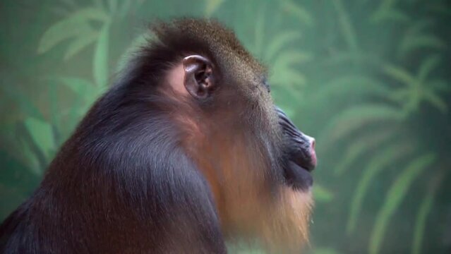  Portrait of a mandrill monkey busy with daily chores