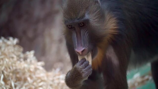  Portrait of a mandrill monkey busy with daily chores