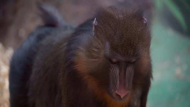  Portrait of a mandrill monkey busy with daily chores