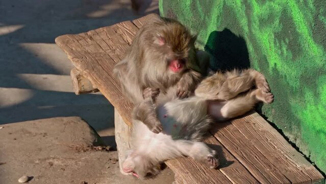 Japanese monkeys fleas each other