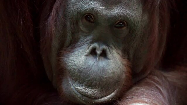 Portrait of an orangutan monkey close-up