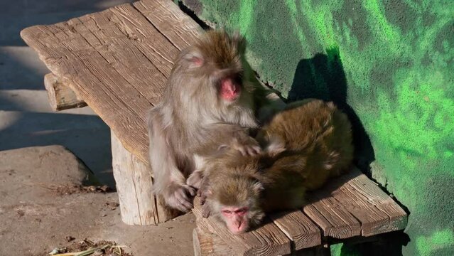Japanese monkeys fleas each other
