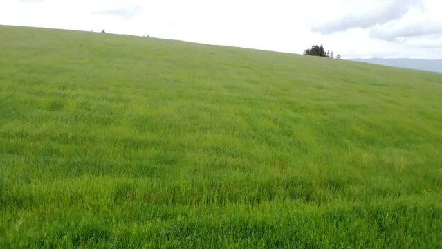 Campos de cebada en un valle verde. Concepto de naturaleza.