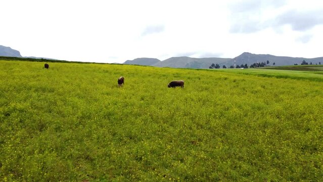 Vacas aliment&aacute;ndose en un campo de flores amarillas. Concepto de animales y naturaleza.