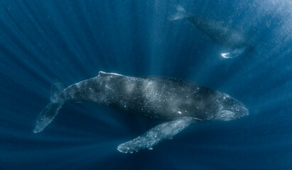 Mother and calf humpback whale